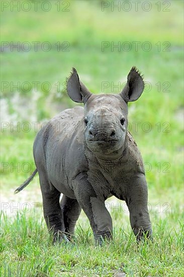 Black rhinoceros