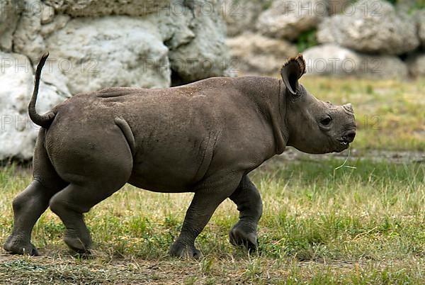 Black rhinoceroses