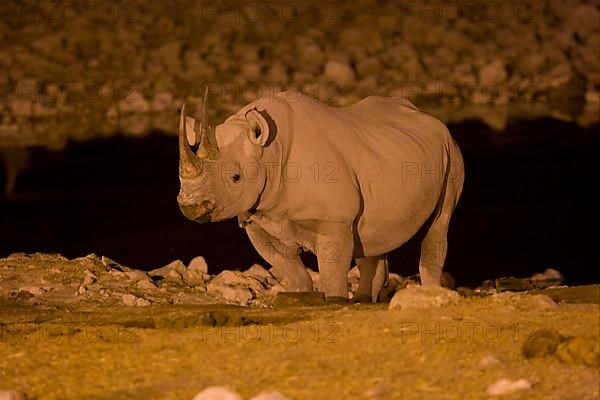 Black Rhinoceros