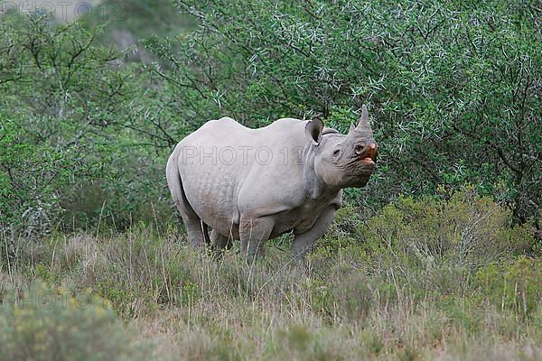 Black rhinoceroses