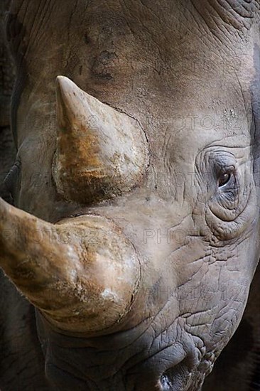 Black rhinoceroses