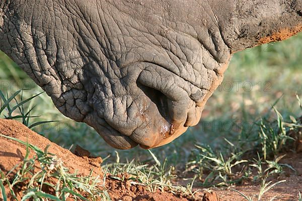 White rhinoceroses