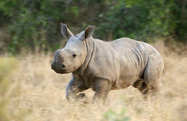 White rhinoceros