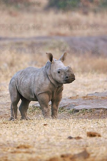 White rhinoceros