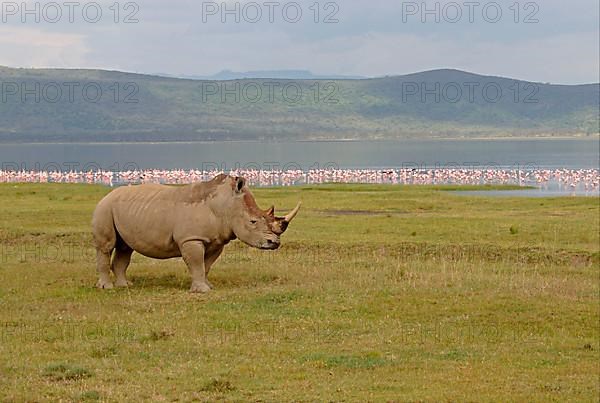 White Rhinoceros