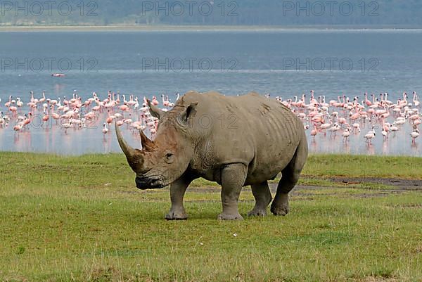 White Rhinoceros