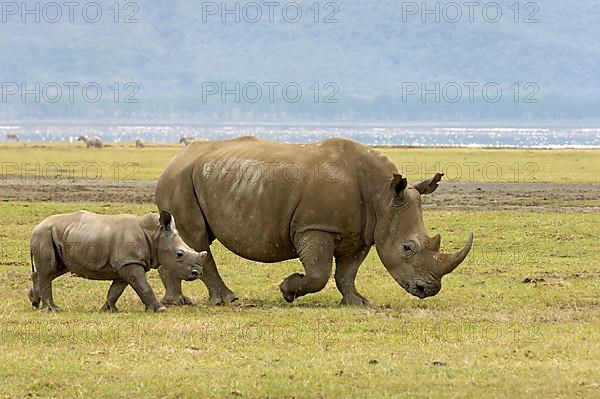 White Rhinoceros