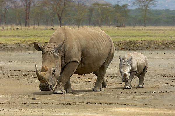 White Rhinoceros