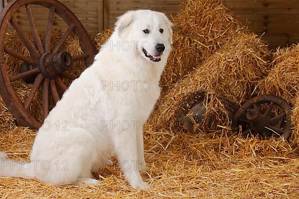 Pyrenean Mountain Dog