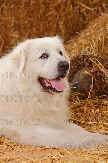 Pyrenean Mountain Dog