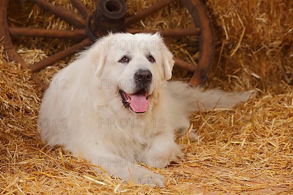 Pyrenean Mountain Dog