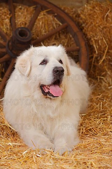 Pyrenean Mountain Dog