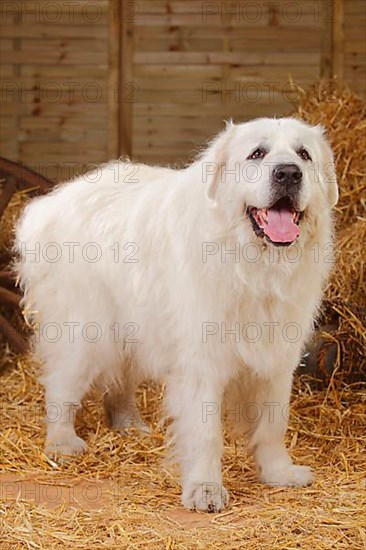 Pyrenean Mountain Dog