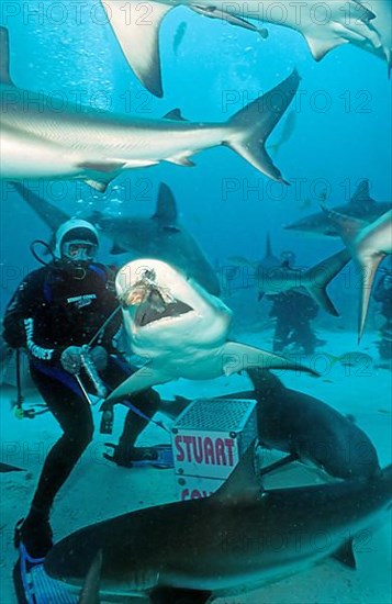 Shark feeding