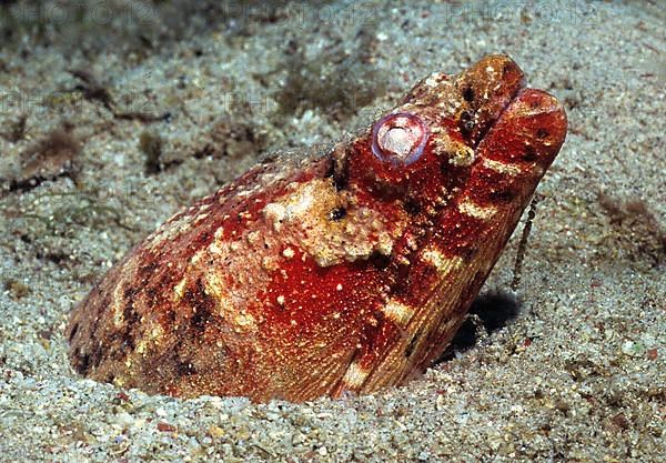 Stargazer Snake Eel