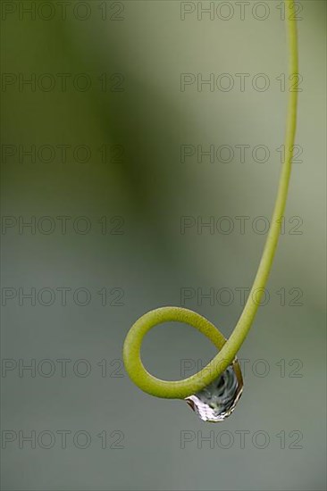Plant tendril with dewdrops