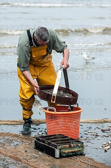 Crab fishermen selecting crabs with a sieve on the beach after fishing with a draught horse and trawl net on the North Sea coast