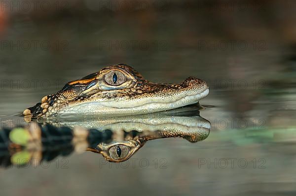 American alligator