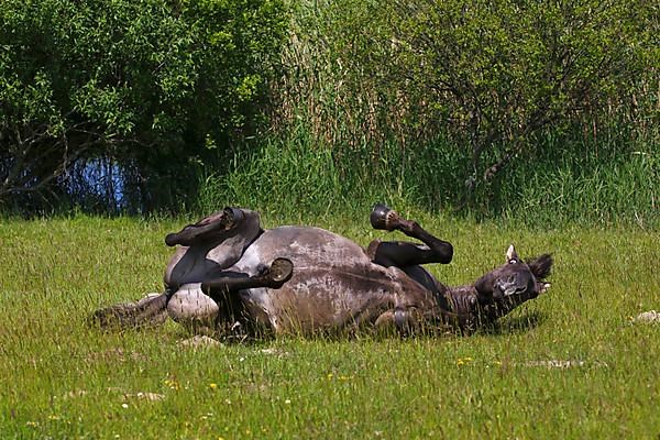 Konik horse rolls on the ground