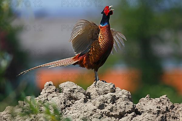 Game pheasant