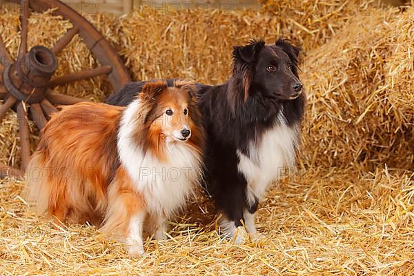 Sheltie