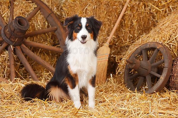 Australian Shepherd