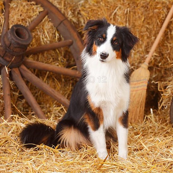 Australian Shepherd