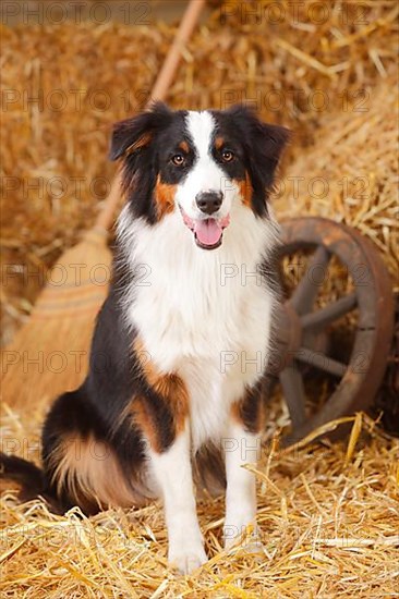 Australian Shepherd