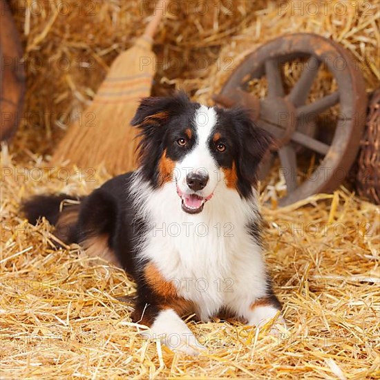 Australian Shepherd