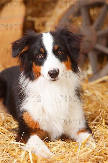 Australian Shepherd