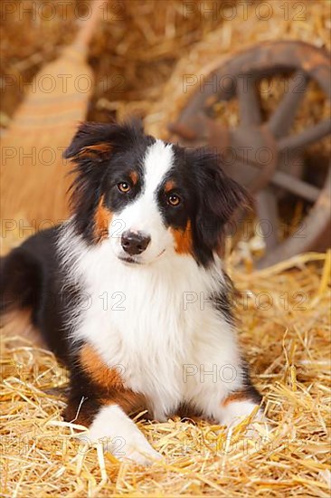 Australian Shepherd