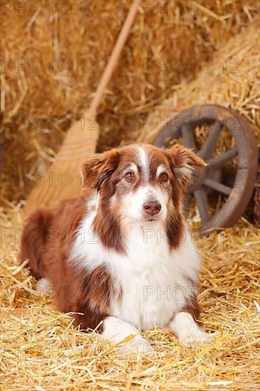 Australian Shepherd