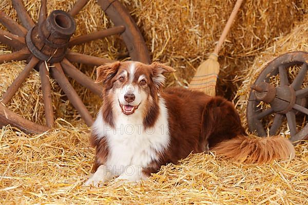 Australian Shepherd