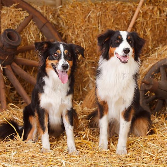 Australian Shepherd and Miniature Australian Shepherd