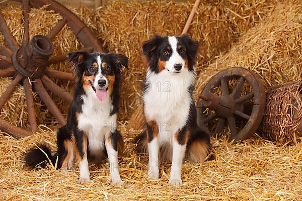 Australian Shepherd and Miniature Australian Shepherd