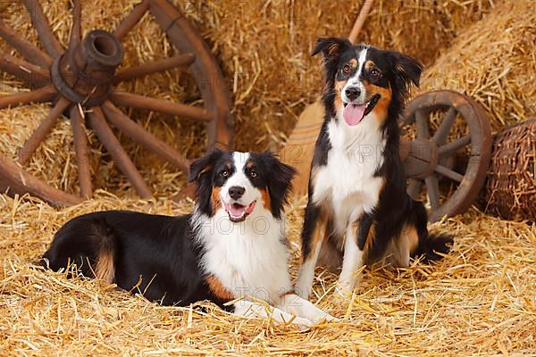 Australian Shepherd and Miniature Australian Shepherd