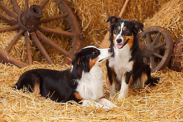 Australian Shepherd and Miniature Australian Shepherd