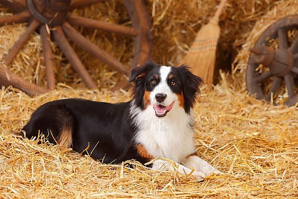 Australian Shepherd