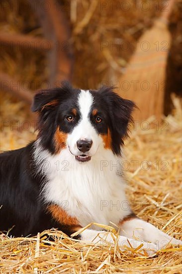 Australian Shepherd