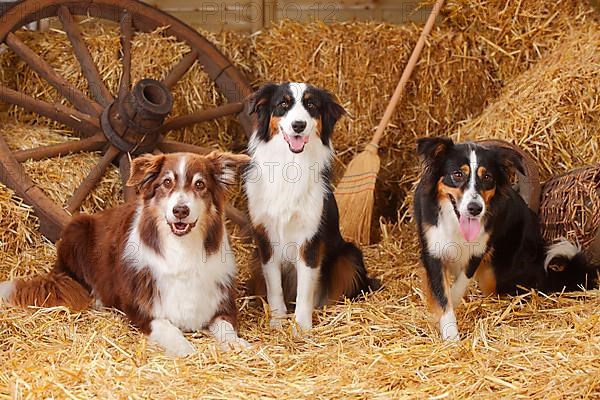 Australian Shepherds