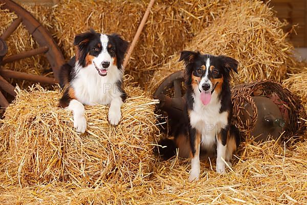 Australian Shepherd and Miniature Australian Shepherd