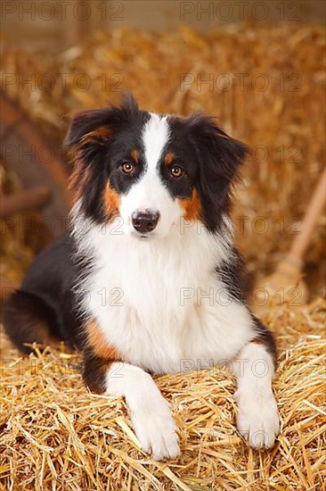 Australian Shepherd