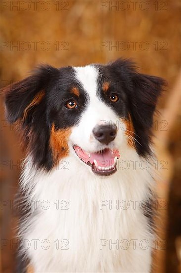 Australian Shepherd