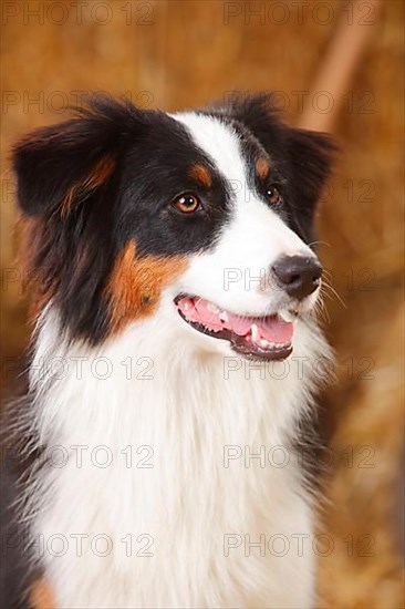 Australian Shepherd