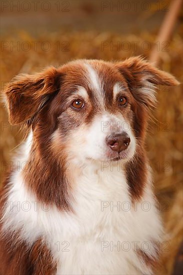 Australian Shepherd