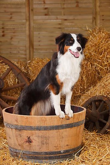 Australian Shepherd