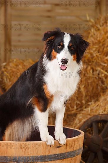 Australian Shepherd