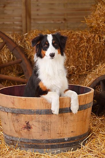 Australian Shepherd