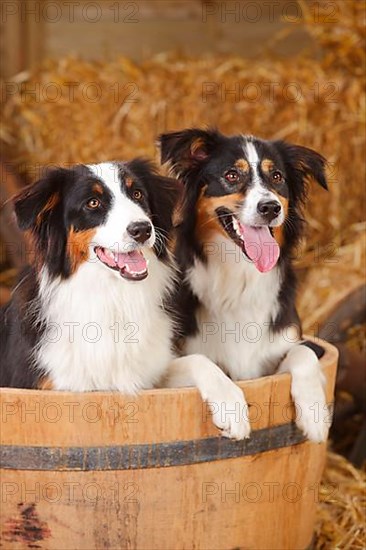 Australian Shepherd and Miniature Australian Shepherd