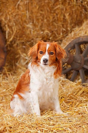 Kooikerhondje